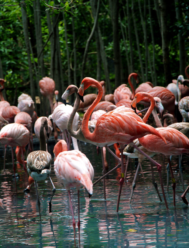 Flamingos in Cartagena's Aviary